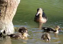 Stockente mit Jungen, 14.05.2012