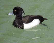 Reiherente (Aythya fuligula), am 15.05.2012