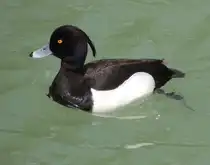 Reiherente (Aythya fuligula), am 15.05.2012