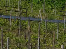 Ein m�nnlicher Turmfalke sonnt sich am 16.05.2012 in den Weinbergen bei Hattenheim im Rheingau.