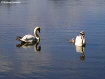 Familie Schwan auf dem Nordparkteich in Gladbeck (NRW - Mai 2010)