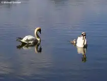 Familie Schwan auf dem Nordparkteich in Gladbeck (NRW - Mai 2010)