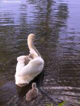 Ein Schwanenkken ist bereits im Wasser unterwegs - der Rest lsst sich von Mama Schwan tragen, gesehen auf dem Teich im Nordpark in Gladbeck (NRW - Mai 2010)