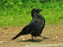 Mit stolzer Brust maschiert ein Rabe. (22.05.2012)