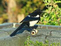 Eine diebische Elster hat meinem Hund den Knochen geklaut und holt nun an einem sicheren Ort das Mark aus der Beute. (19.05.2012)