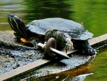 Eine Rotwangenschildkrte sonnt sich am 08.05.2012 an einem Teich hinter dem Aachener Klinikum.