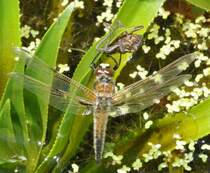 Vierfleck Libellenschlupf: 13:24: Die Flgel sind vollstndig getrocknet und soweit gehrtet, dass diese in die Normalstellung ausgerichtet werden knnen. Nach weiteren ca. 10 Minuten startete die Libelle. Am 26.05.2012