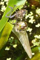Vierfleck Libellenschlupf: 11:57: Die Flgel sind aufgepumpt und entfaltet und hngen nass und schlaff herunter; das Braun der Augen ist strker geworden; an den Flgeln fehlen noch die vier Flecken, die der Libelle den Namen gaben. Am 26.05.2012.
