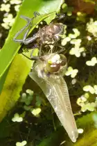 Vierfleck Libellenschlupf: 11:57: Die Fl�gel sind aufgepumpt und entfaltet und h�ngen nass und schlaff herunter; das Braun der Augen ist st�rker geworden; an den Fl�geln fehlen noch die vier Flecken, die der Libelle den Namen gaben. Am 26.05.2012.