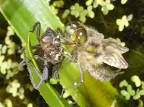 Vierfleck Libellenschlupf: 11:42: Die Libelle pumpt zur Entfaltung kr�ftig die Fl�gel auf. Am 25.05.2012