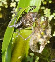 Vierfleck Libellenschlupf: 11:40: Die Libelle hat sich mit einem heftigen Ruck aufgerichtet, klammert sich mit den Beinen an der leeren Larvenhlle fest. Die Augen verfrben sich beim Trocknungsprozess von milchig wei ber gelb / grn zu braun. Am 26.05.2012.