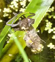 Vierfleck Libellenschlupf: 11:31: Die Larvenh�lle ist aufgeplatzt und die Libelle h�ngt kopf�ber an der Larve. Deutlich sichbar sind die noch funktionsunt�chtigen, weichen Beine der Libelle, sowie die Atemschl�uche (Tracheen) sind zu sehen.Foto am 26.05.2012.