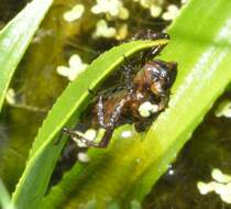 Vierfleck Libellenschlupf: 10:59 Die Larve sucht einen Platz fr den Schlupf, klettert an einem Blatt der Krebsschere empor und klammert sich fest. Foto am 26.05.2012.