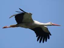 Weistorch im Vorbeiflug, am 23.05.2012.