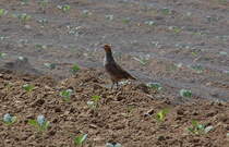 Zwischen den Jungpflanzen flchte dieses Rebhuhn, das kurz zuvor vor meinem Wagen ber die Landstrae huschte.....Kelzenberg den 30. Mai 2012