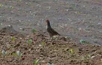 Zwischen den Jungpflanzen fl�chte dieses Rebhuhn, das kurz zuvor vor meinem Wagen �ber die Landstra�e huschte.....Kelzenberg den 30. Mai 2012