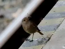 Zaunk�nig ist mit einer M�cke im Schnabel am Weg zu seinem Nachwuchs;120528