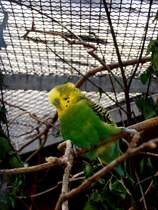 Wellensittich in Zeulenroda. Foto 30.05.2012