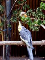 Wellensittich in Zeulenroda. Foto 30.05.2012