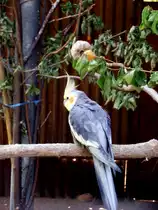 Wellensittich in Zeulenroda. Foto 30.05.2012