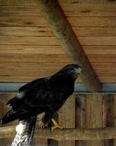 Bussard in Zeulenroda. Foto 30.05.2012