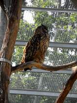 UHU in Zeulenroda. Foto 30.05.2012