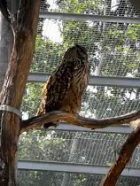 UHU in Zeulenroda. Foto 30.05.2012