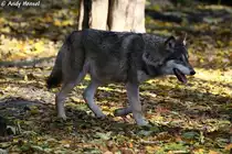 Grundnahrung des Wolfes bilden im gr��ten Teil des Verbreitungsgebietes mittelgro�e bis gro�e pflanzenfressende S�ugetiere.