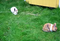 Zwei Zwergkaninchen im Garten in Kohlscheid-Bank am Abend des 29.5.2012.