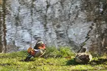 Mandarinente und Stockente an einem Teich im Stadtteil Kreyenbr�ck (OLDENBURG/Deutschland, 01.04.2012)