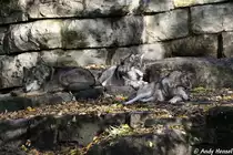 W�lfe bekommen nur einmal j�hrlich Nachwuchs. 