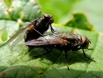 Fliegen w�hrend ihrer Paarung; 120603