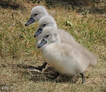 Drei Schwanenkken im Gleichschritt, am 29.05.2012.
