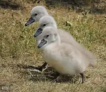 Drei Schwanenk�ken im Gleichschritt, am 29.05.2012.