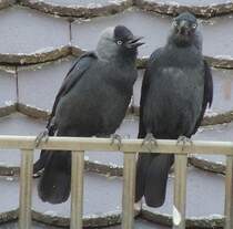 Man knnte meinen, die eine Dohle fragt:  Mal im Vertrauen, habe ich Schnabelgeruch?  Die Reaktion der rechten Dohle zeigt die Antwort....am 28.05.2012 auf dem Illertisser Schloss.