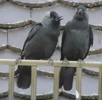 Man k�nnte meinen, die eine Dohle fragt:  Mal im Vertrauen, habe ich Schnabelgeruch?  Die Reaktion der rechten Dohle zeigt die Antwort....am 28.05.2012 auf dem Illertisser Schloss.