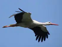 Vorbeiflug eines Eltern-Storches, der gro�e Aufgaben mit vier Jungtieren hat, am 23.05.2012