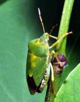 Eine Grne Stinkzikade (Palomena prasina) am 30.05.2012.
