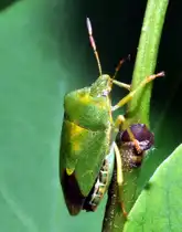 Eine Gr�ne Stinkzikade (Palomena prasina) am 30.05.2012.