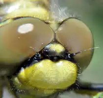 Die Augen und der Mundbereich der Fr�her Schilfj�ger Libelle (Brachytron pratense), am 16.05.2011.