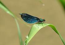 Bluflgel-Prachtlibelle (Colopteryx virgo) am 23.05.2011.