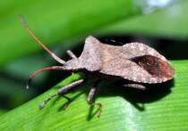 Erwachsene Saumwanze (Coreus marginata), am 21.06.2011.