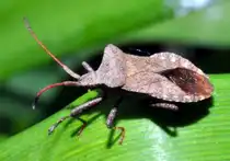 Erwachsene Saumwanze (Coreus marginata), am 21.06.2011.