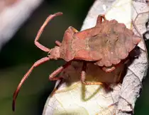 Larve der Saumwanze (Coreus marginata), am 16.08.2010.