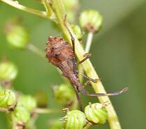 Larve der Saumwanze (Coreus marginata), am 16.08.2010.