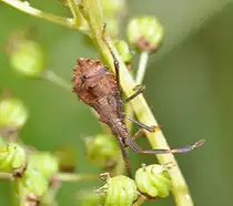 Larve der Saumwanze (Coreus marginata), am 16.08.2010.