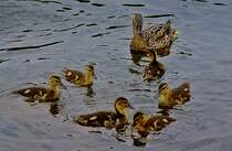 Stolze Mama
27.05.2012