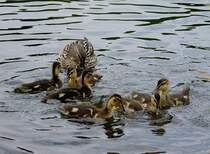 Mama behlt alles im Blick
27.05.2012