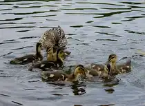 Mama beh�lt alles im Blick
27.05.2012