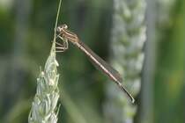 Gemeine Winterlibelle (Sympecma fusca) am 23.6.2010 in Kleinheringen.